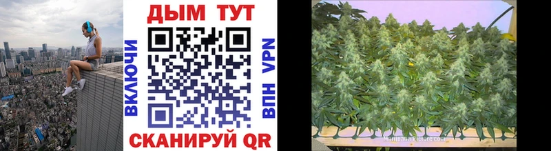 сколько стоит  Медынь  Шишки марихуана THC 21% 